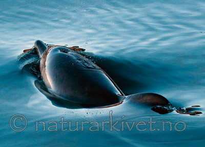 BB 11 0013 / Delphinus delphis / Gulflankedelfin